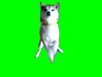 飼い主が帰ってきた時の犬（柴犬）GB.mp4