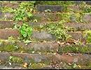 小学校に習った歌の曲名がどうしてもわからないので歌ってみた。