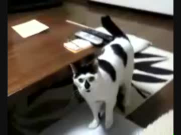 主が帰ってきたら家の猫が喜んだ