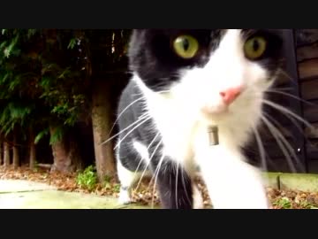 新・ジッとキッチンを覗く猫