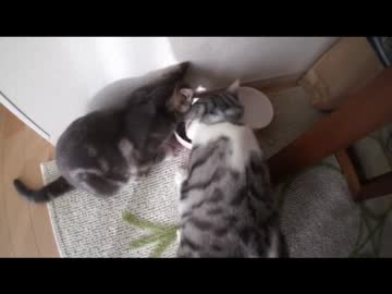ツンギレのうちの猫達が交互にゴハンを食べてるのが可愛い