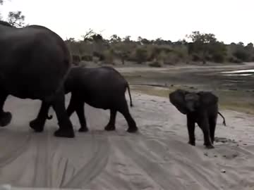 子象の可愛いくしゃみ