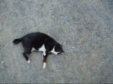 近所のノラ猫がやたらと人懐っこい件