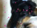 ダックスの恥ずかしい格好をＡＥで彩ってみた