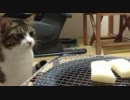 うちのノエル 78 － 餅の焼けるのを見守るねこ。