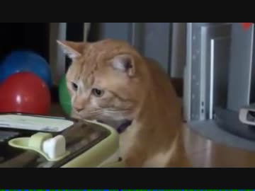 子猫と初対面する猫