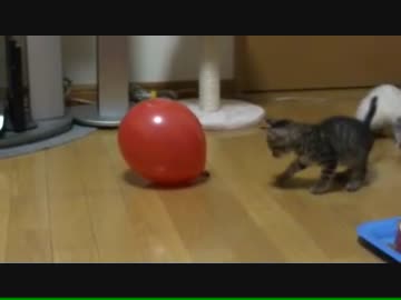 風船と遊ぶ子猫
