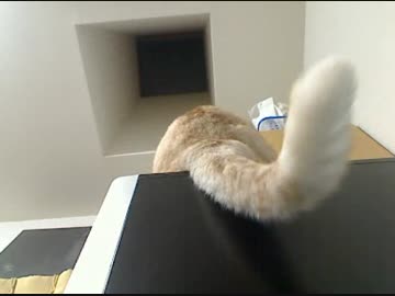くまちゃんの魅惑のしっぽ