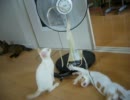 家に子猫がやって来た65～チロルと茶々編～