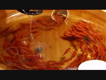 まるで本物のような金魚の立体絵が凄い