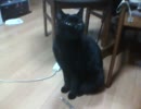 マタタビ＜＜＜父なぬこ