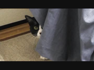 自動餌やり機にビックリする猫