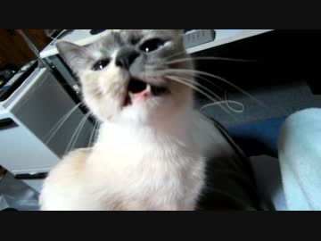 猫くしゃみ
