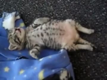 仰向けでピクピク眠る猫