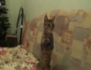 ボールをキャッチする猫