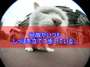 「猫あるある」的ななにか。