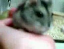 はむはむ
