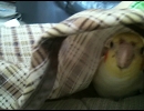 コタツで歌うインコ