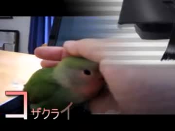 コザクラインコがＰＣにきたのでなで回してみた