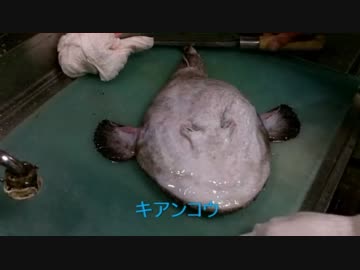 友人（野生）とヒラメを釣ってきたので捌いて食べる　もちょお