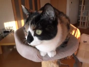 家猫日和　詰め合わせ１８