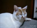 夜な猫 記録に挑戦！ペットボトルの蓋 【のっけてみました～その21～】