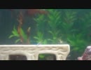 海水水槽15