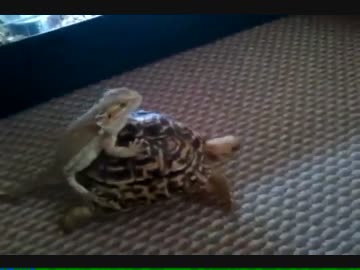 亀さんタクシーで旅行するカメレオンｗｗｗ