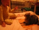 ねこのファイナルブローにKOされる赤さん