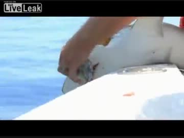 鮫を釣り上げたけど自分の指を喰われました