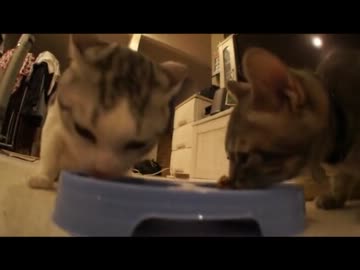ツンギレのうちの猫を騙して猫草を食べさせることに成功しました