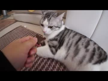 ツンギレのうちの猫が初めてチョコを見たときの反応