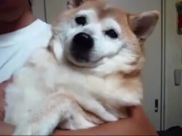 抱っこ犬（１２年１月１３日）