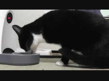 自動餌やり機に慣れた（？）猫