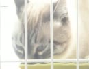 元野良猫のジャンくん、ケージ生活１ヶ月が経ちました
