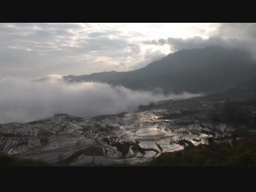 多依樹の棚田