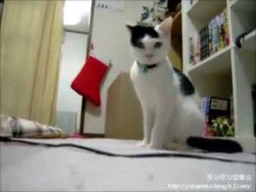 【夜な夜な猫集会】4匹の猫達に代わる代わる襲われてみませんか？