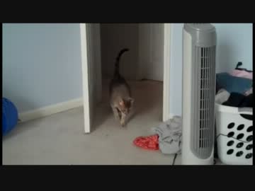 おもしろい跳びかたをする猫