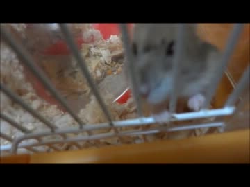 アウトドアをやろう！飯盒炊爨編part3