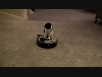 お掃除ロボットルンバに乗る猫