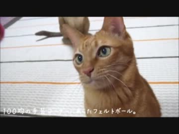 ネコさんにフェルトボールを与えて荒ぶらせてみる