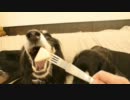 犬のおやつ　リンゴ