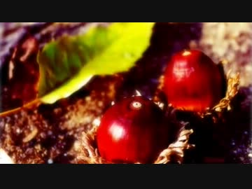 【歌ってみた】どんぐりメタル【閃】