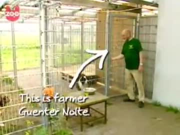 オッサンとわんわんおとキツネ