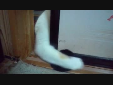 隙間からぬこパンチ