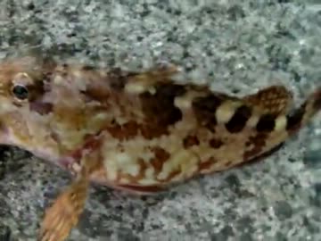 寒いけど堤防釣りに先輩と行った！その場で刺身と味噌汁で食す (ﾟﾛﾟ;