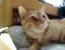 ほのぼの猫日記　一日目「寝かせてくれ」