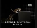 イエネコのすべてAll of cat_part 2