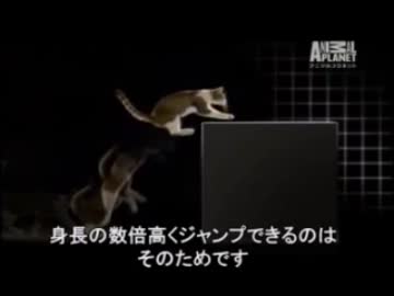 イエネコのすべてAll of cat_part 2