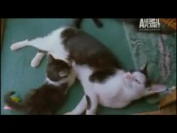 イエネコのすべてAll of cat_part 3